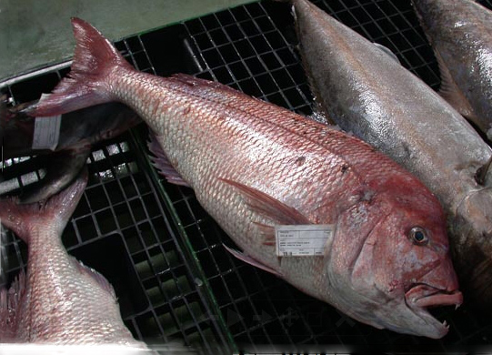 Dentex gibbosus_14.jpg